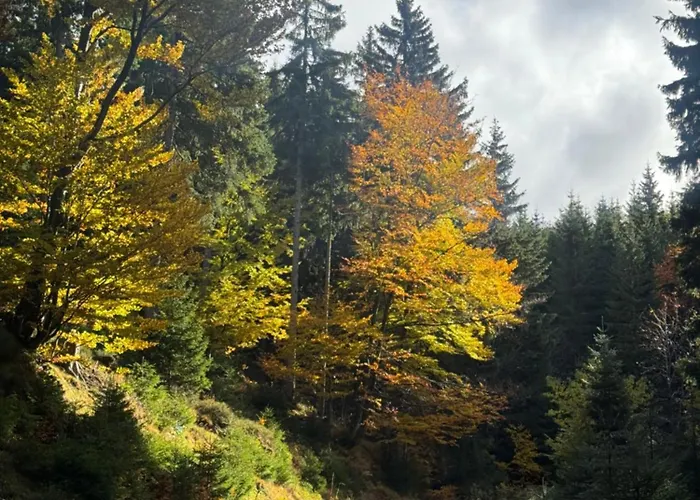 Corso * Harrachov